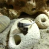 Bague Touareg traditionnelle gravée en argent et ébène – Image 2